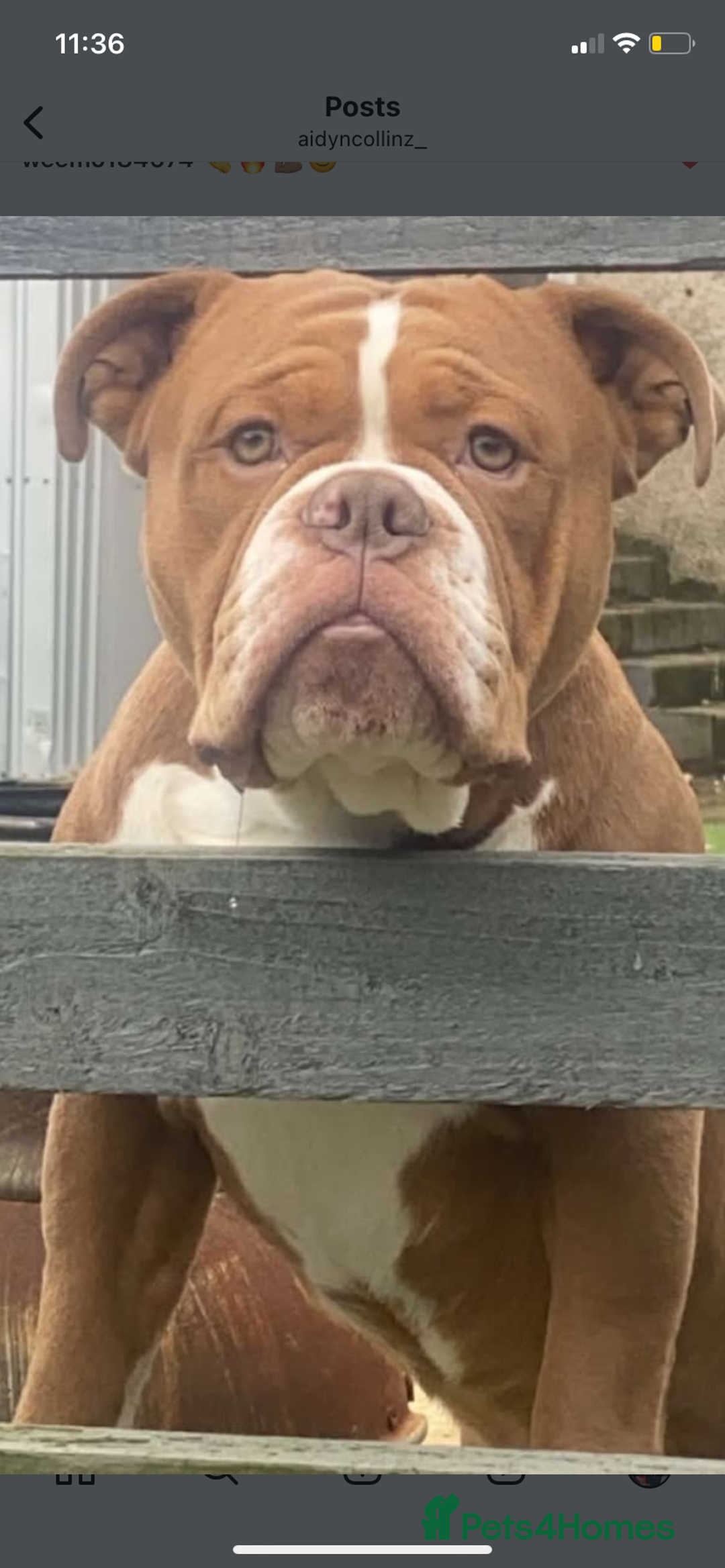 Olde English Bulldogge dogs for sale: Olde English bulldog pups - Advert 10