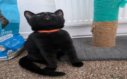 Mixed Breed cats for sale: LEFT ONE GIRL Beautiful Mixed British SH Kitten - Image 8