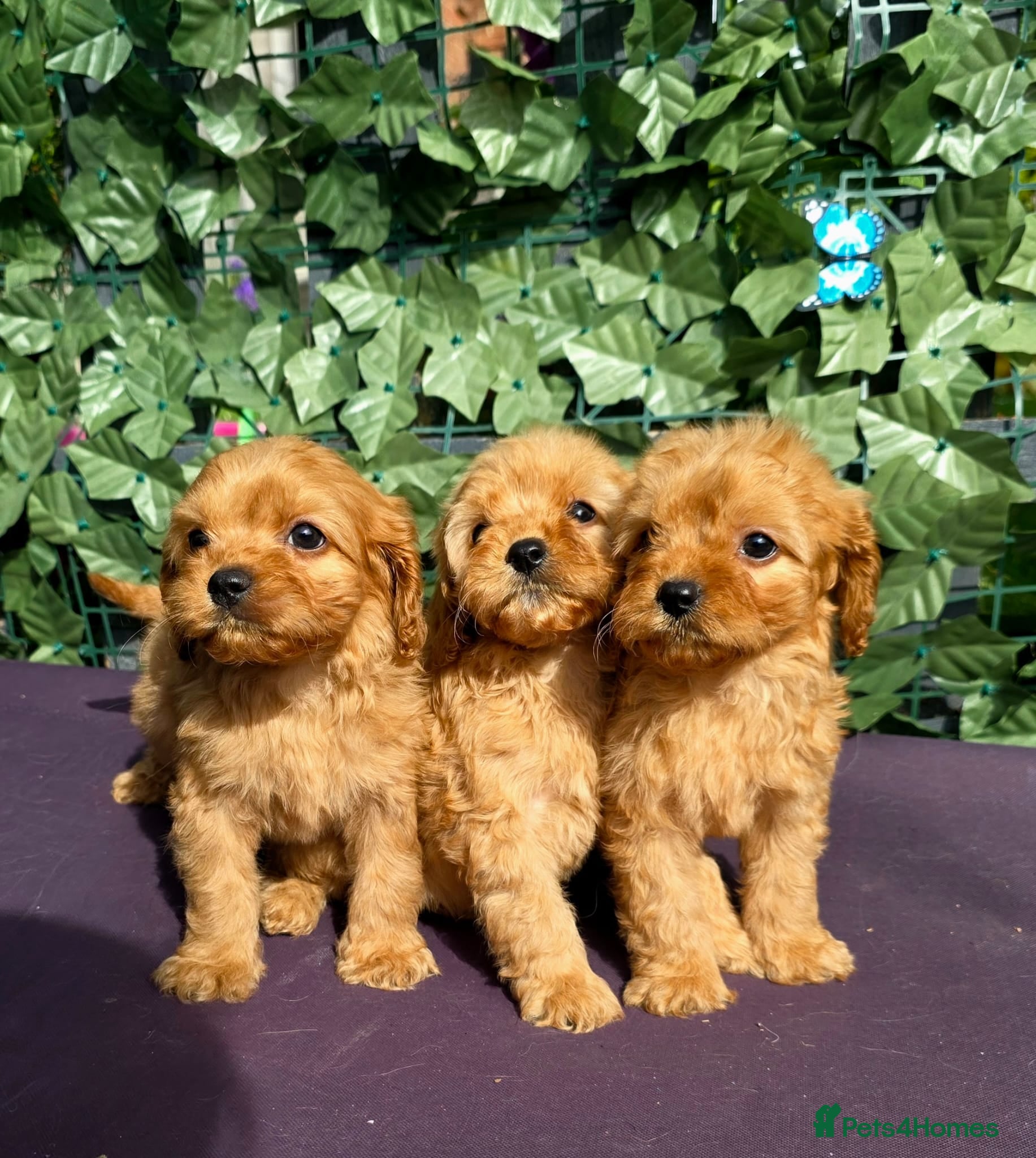Cavapoo dogs dna clear f1 red cavapoo puppies , FAMILY REARED - Advert 1