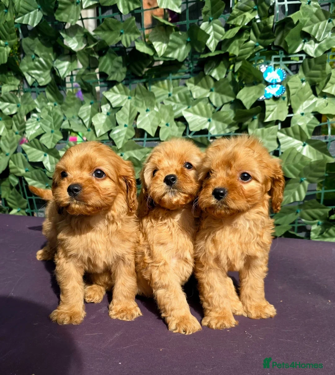 Cavapoo dogs for sale: dna clear f1 red cavapoo puppies , FAMILY REARED in Alford - Advert 1