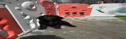Cockapoo dogs for sale: 🤎 Chocolate Cockapoo’s 🤎 Health Tested 🤎 - Advert 12