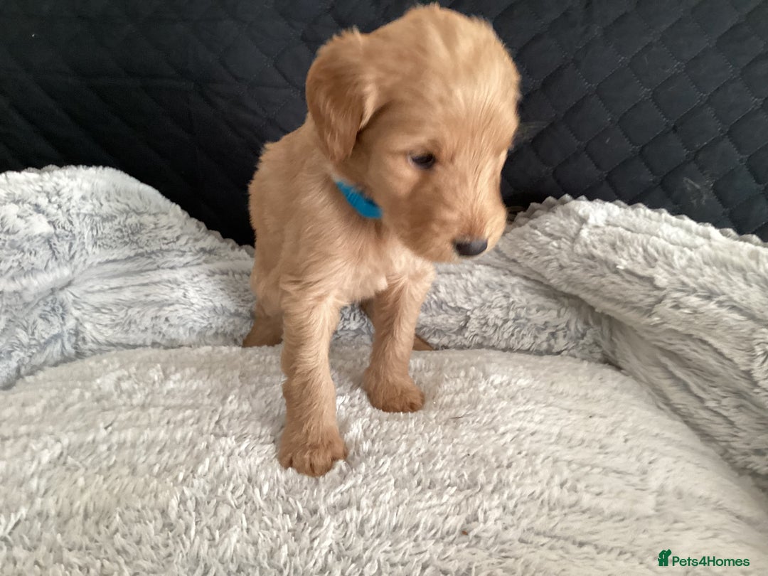 Mixed Breed dogs for sale: One gorgeous boy and girl left  - Advert 18