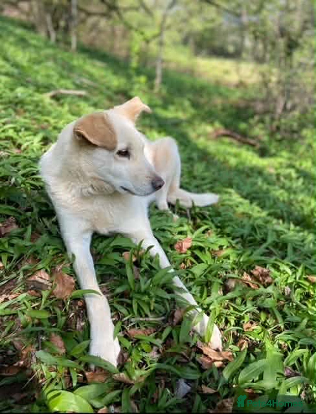 Mixed Breed dogs for adoption: SHILOH-happy girl/loving family dog/playful/social - Advert 8
