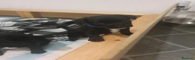 Patterdale Terrier 2