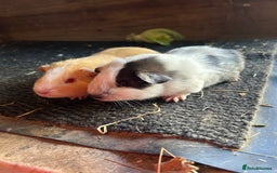 Guinea Pig rodents for sale: Guinea pig sows  - Image 1