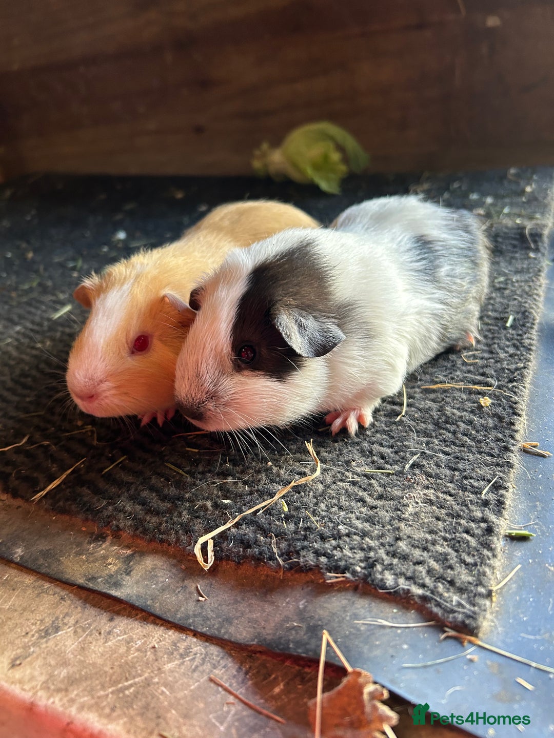 Guinea Pig rodents for sale: Guinea pig sows  - Image 1