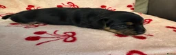 Jack Russell dogs for sale: Gorgeous, smooth coated Jack, short legged Jack  - Advert 2