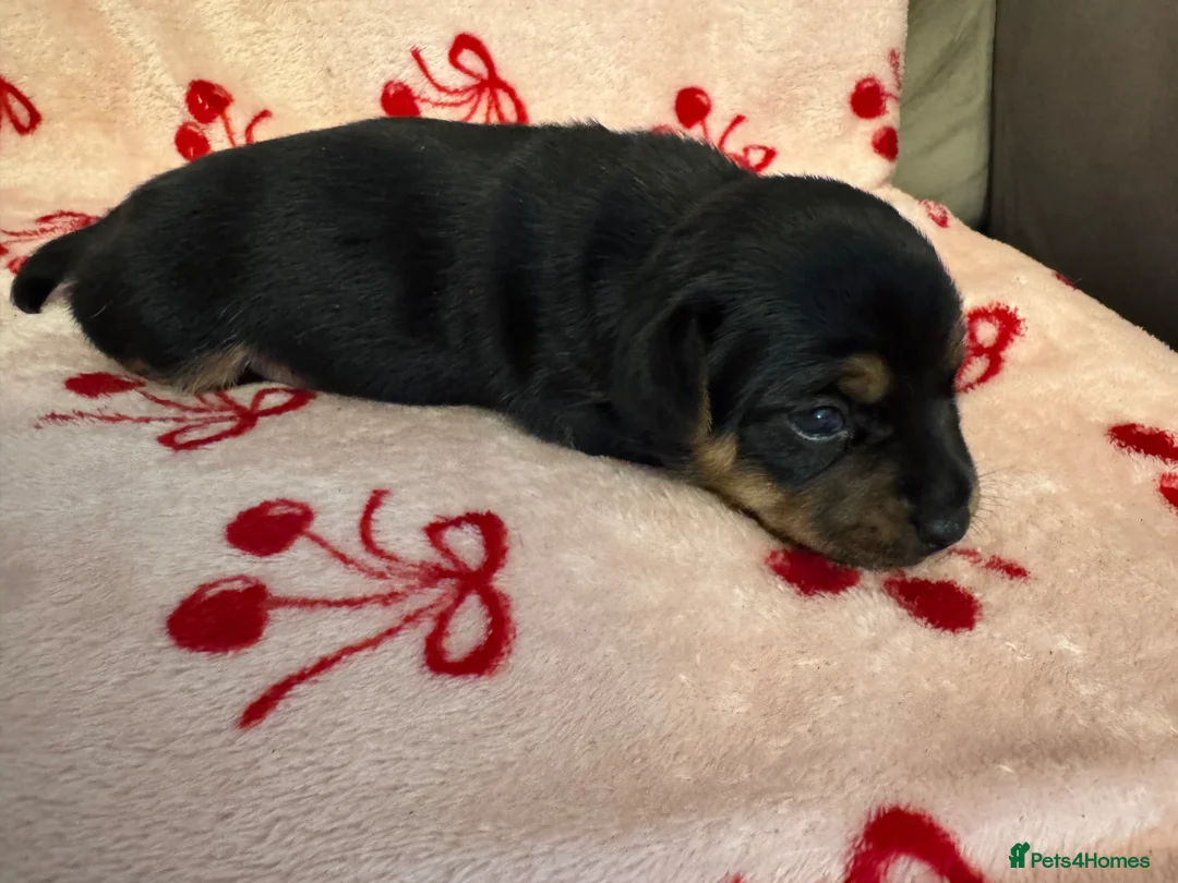 Jack Russell dogs for sale: Gorgeous, smooth coated Jack, short legged Jack  - Advert 2