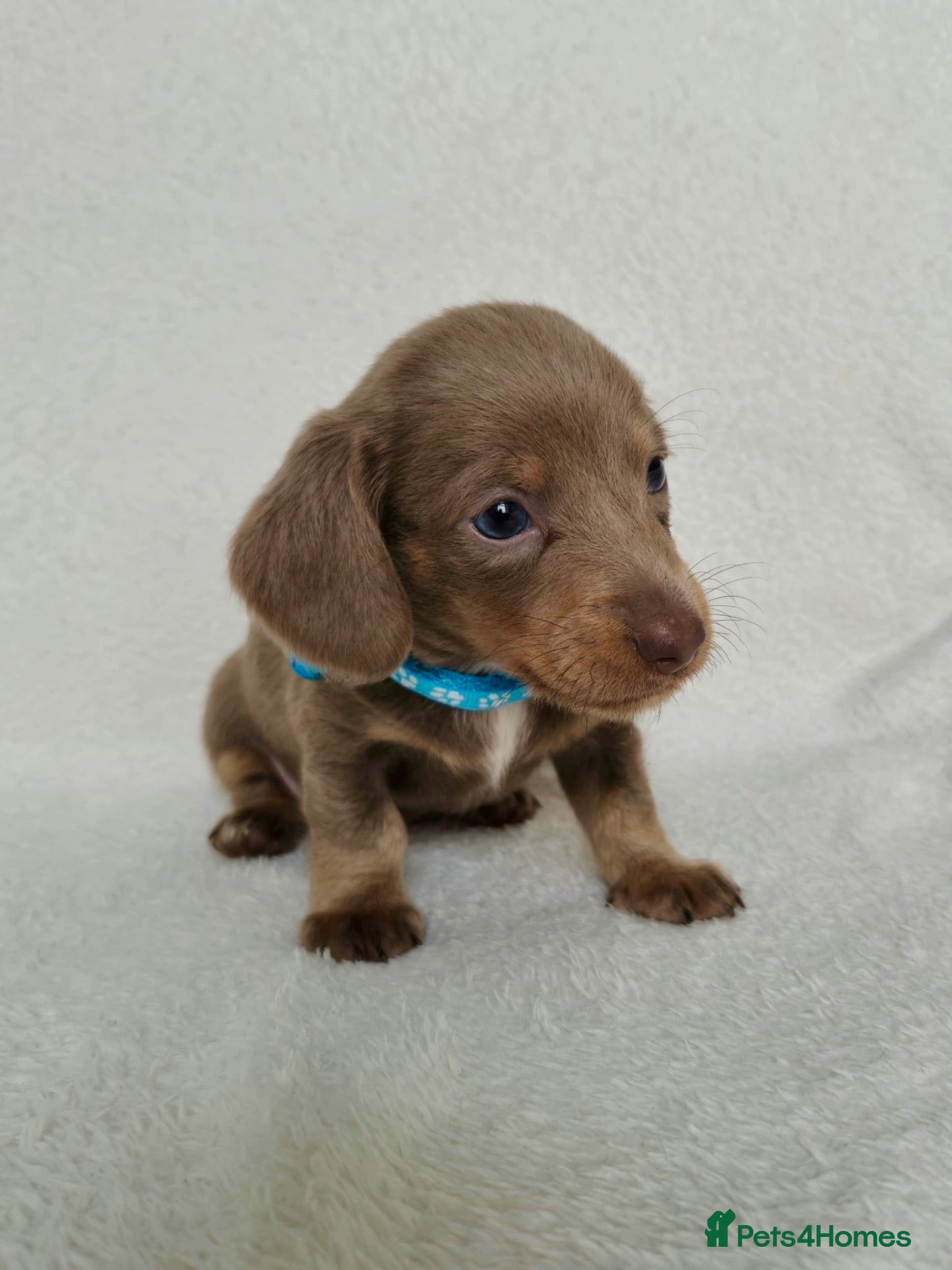 Miniature Dachshund dogs 💎LAST PUPPY LEFT KC REG PRA CLR MINI DACHSHUNDS💎 - Advert 2