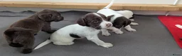 Sprocker dogs for sale: ALL SOLD -Sprocker Puppies - Advert 20