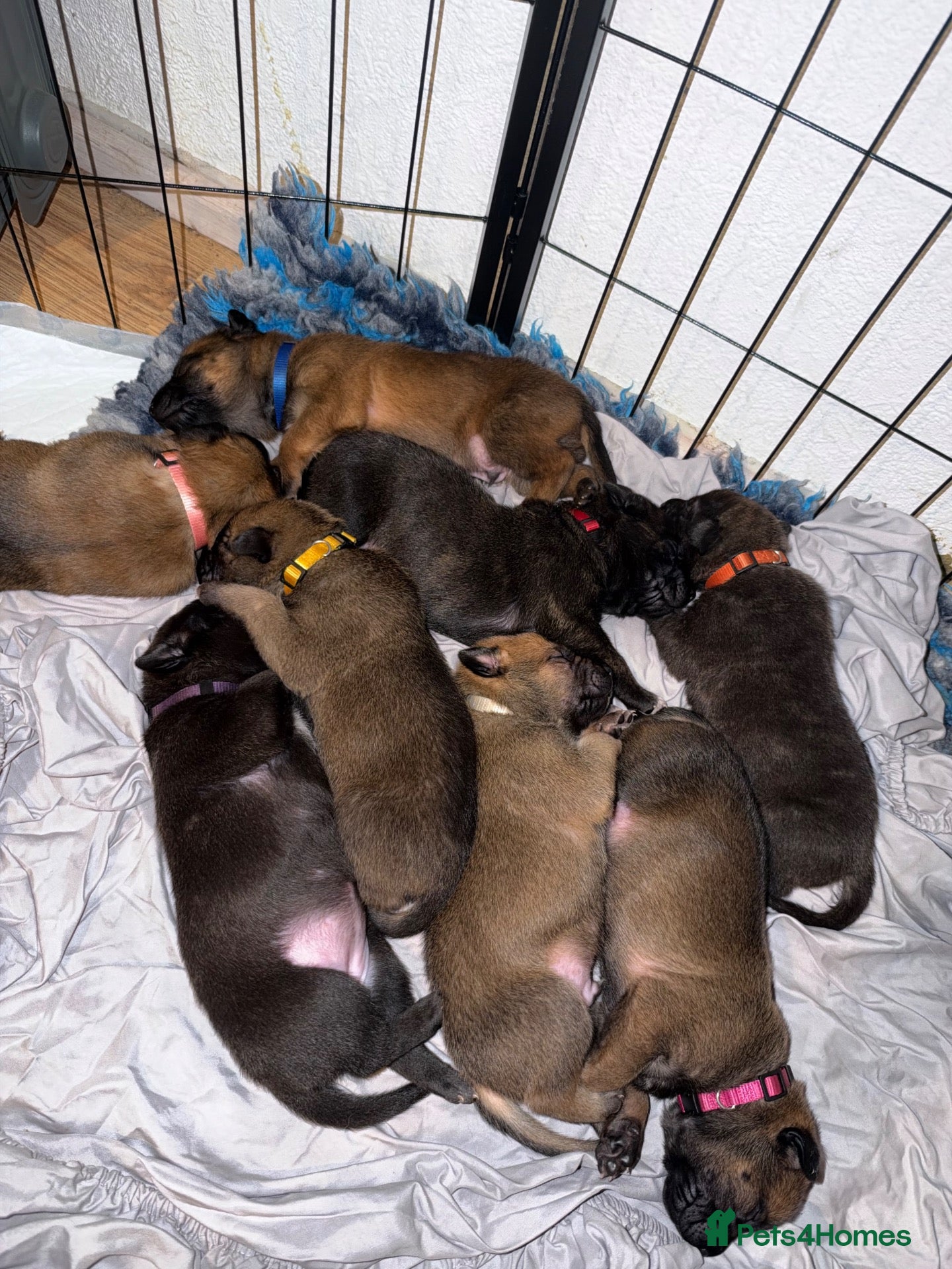 Belgian Shepherd Dog dogs for sale: Health tested dark stable but able Malinois  - Advert 1