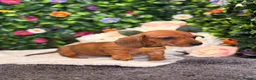 Dachshund dogs for sale: Standard Dachshund Puppies - READY NOW - Advert 11