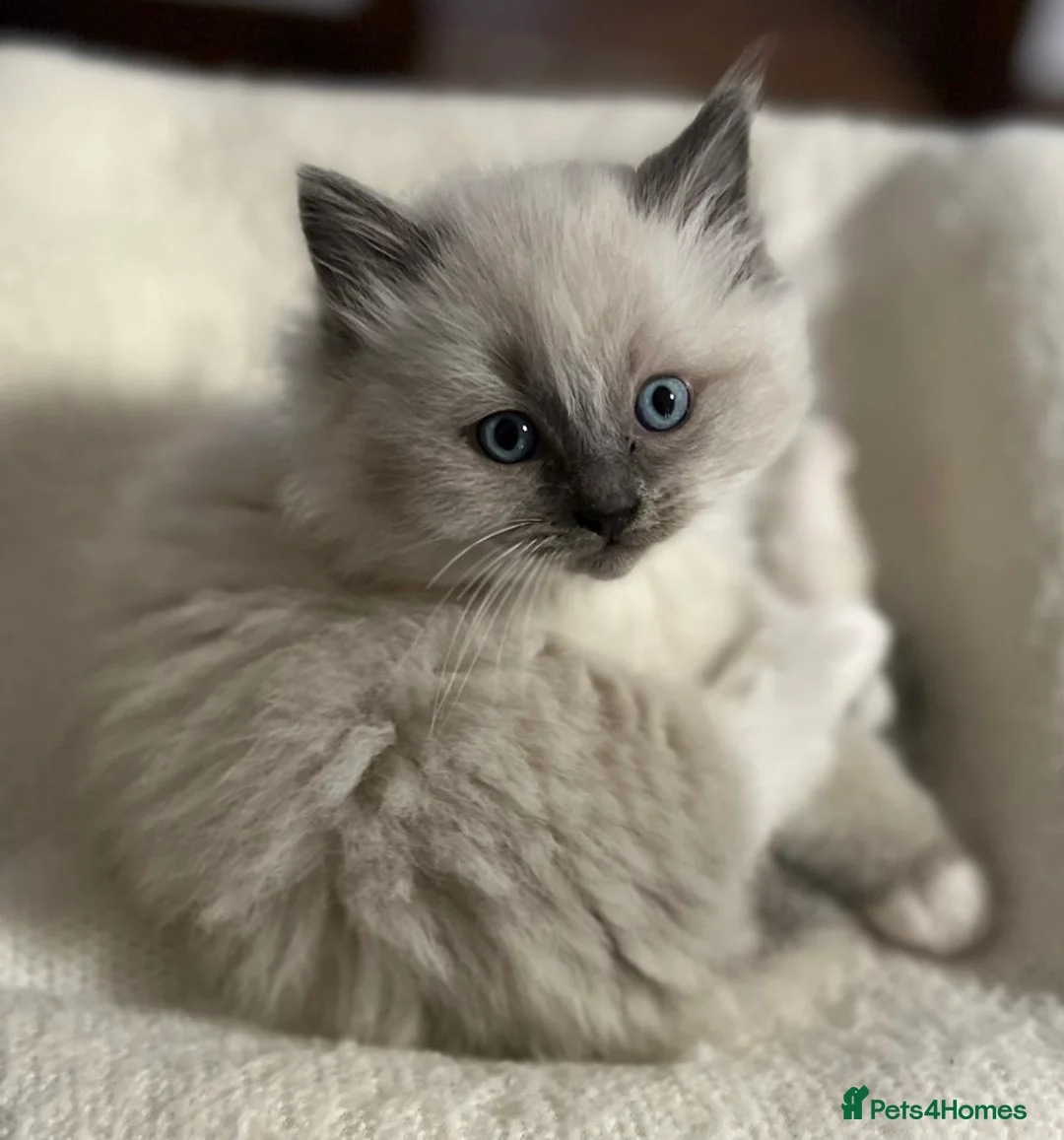 Ragdoll cats for sale: Ragdoll Kittens - Advert 29