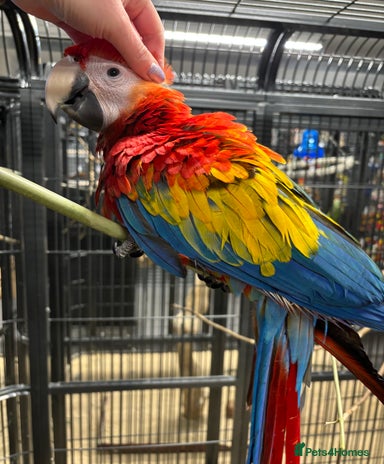 Experienced Breeder Large Macaws For Sale Reference: Macaws Birds For Sale
