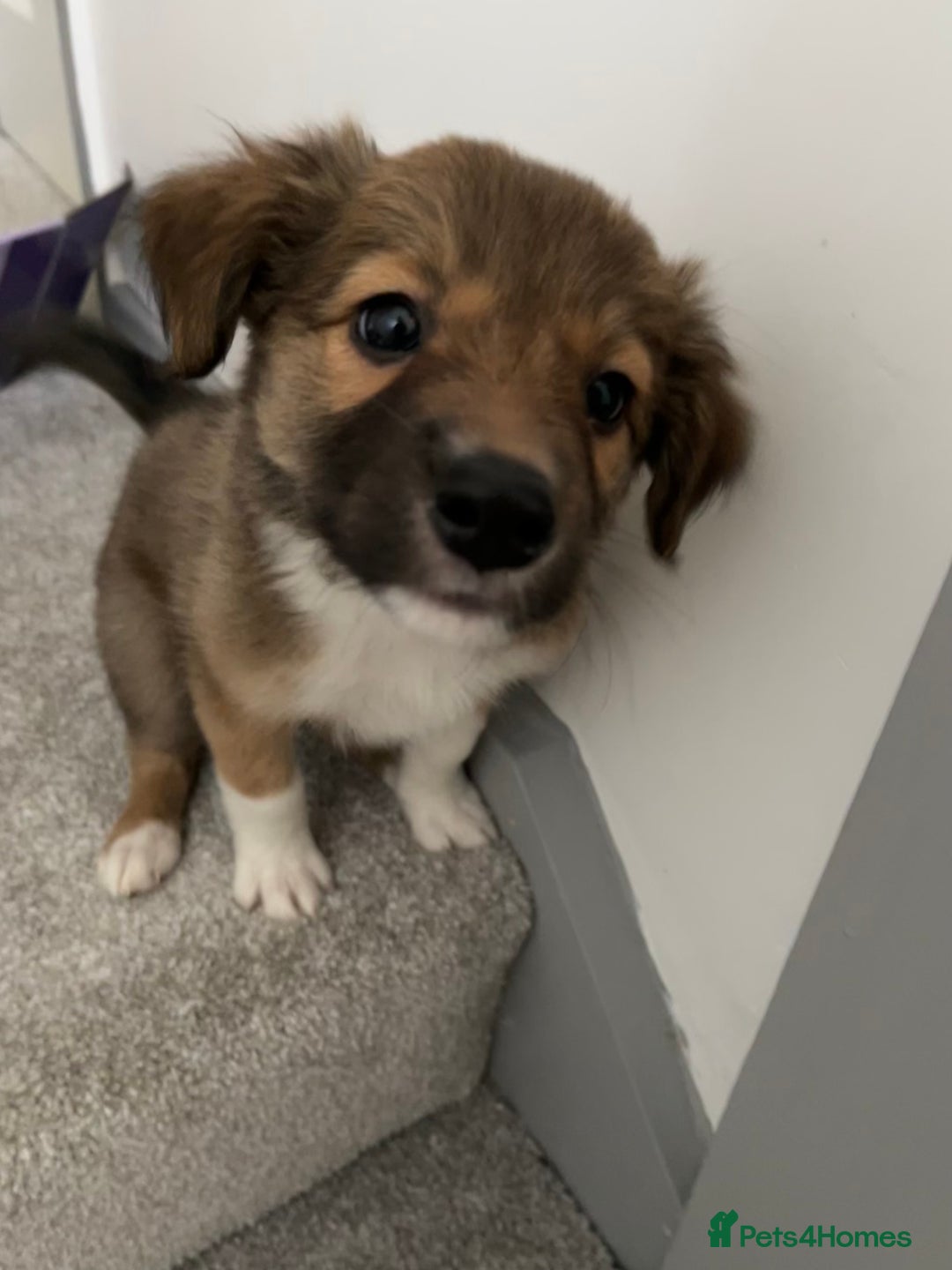 Mixed Breed dogs for sale: Collie Puppies for Sale - Image 10