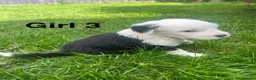 Old English Sheepdog dogs for sale: Old English Sheepdog Puppies  in Peterborough - Advert 9