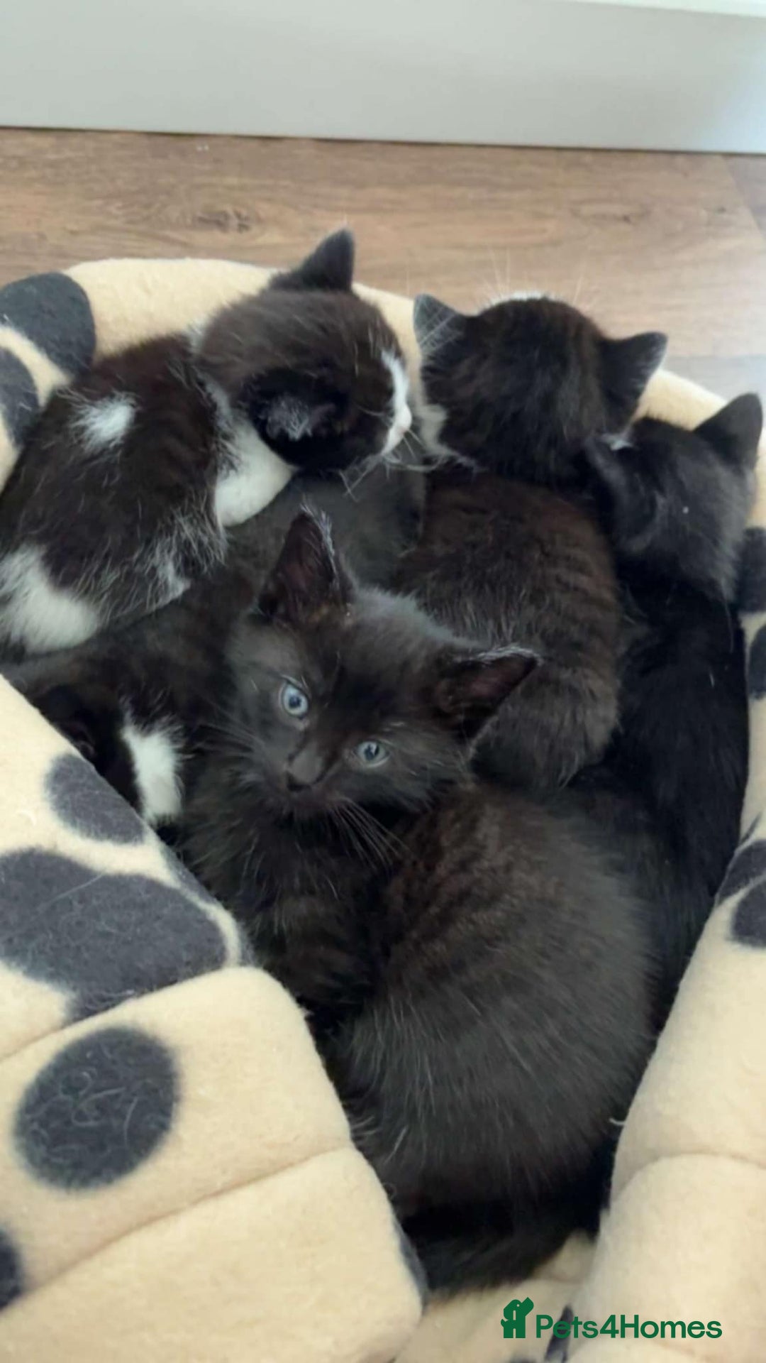 British Shorthair cats for sale: Male black kitten - Image 1