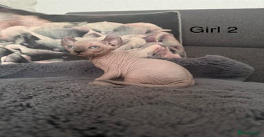 Sphynx cats - Advert 15
