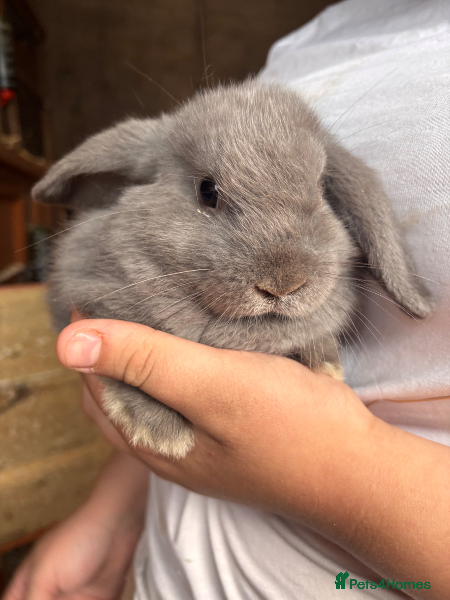 Mini Lop rabbits for sale: 2 beautiful baby’s rabbits for sale  - Advert 9