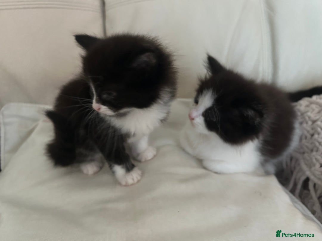 Mixed Breed cats for sale: 4 black + white mixed kittens - Image 4