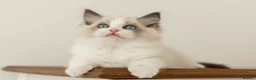 Ragdoll cats for sale: Last Blue Bicolour Ragdoll female available  - Advert 24