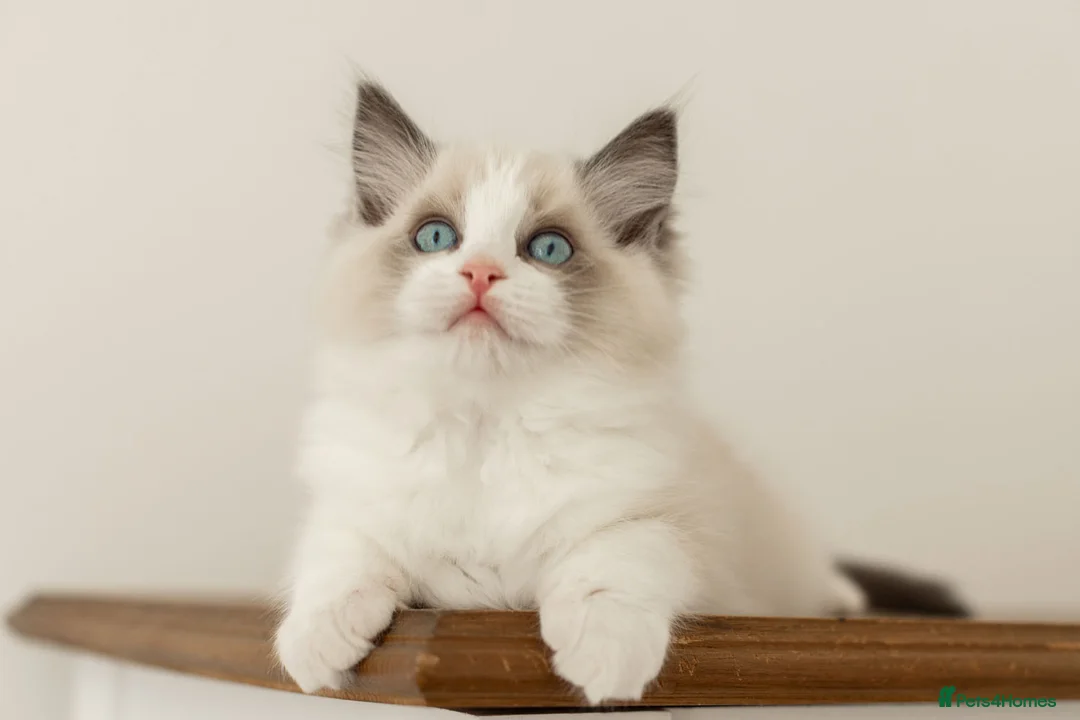 Ragdoll cats for sale: Last Blue Bicolour Ragdoll female available  - Advert 24