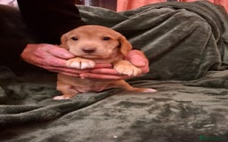 Cockerdor dogs for sale: Rare coloured stunning Cockerdor pups  - Image 11