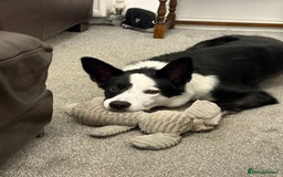 Border Collie dogs for sale: Billy 3 year old border collie - Image 12