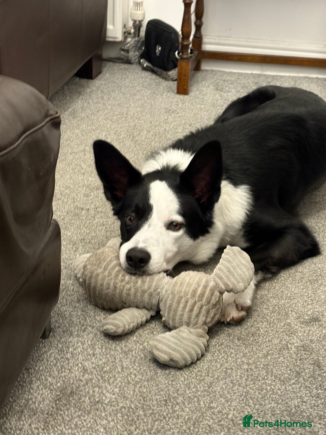 Border Collie dogs for sale: Billy 3 year old border collie - Image 12