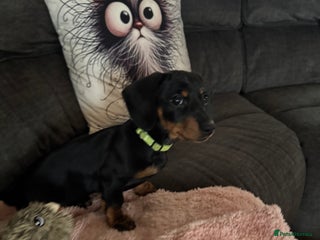 Miniature Dachshund dogs Last girl ready now. - Advert 6