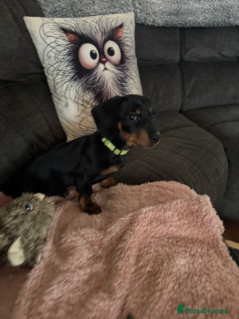 Miniature Dachshund dogs Last girl ready now. - Advert 1