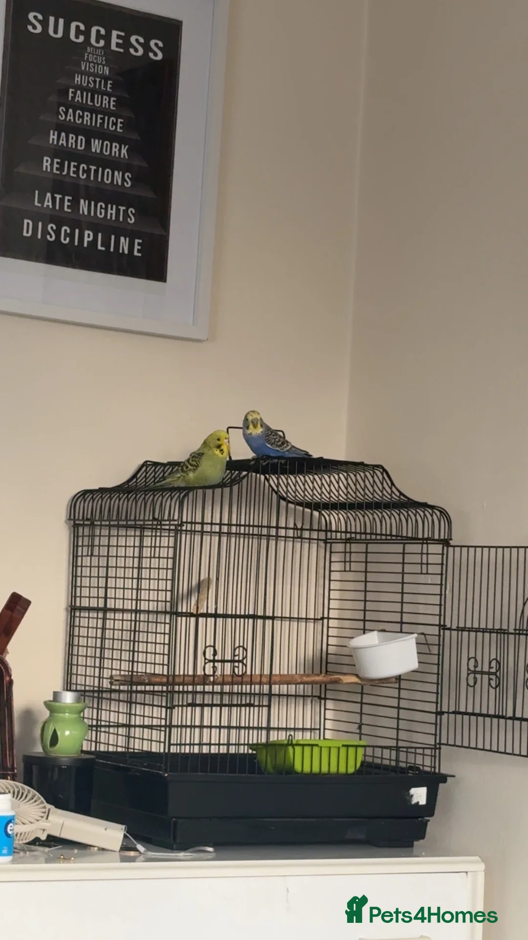 Budgerigars birds for sale: Pair budgies  - Advert 6