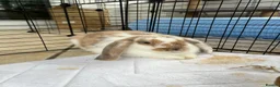 French Lop rabbits for sale: Urgent bunny rehoming  in Leicester - Advert 3