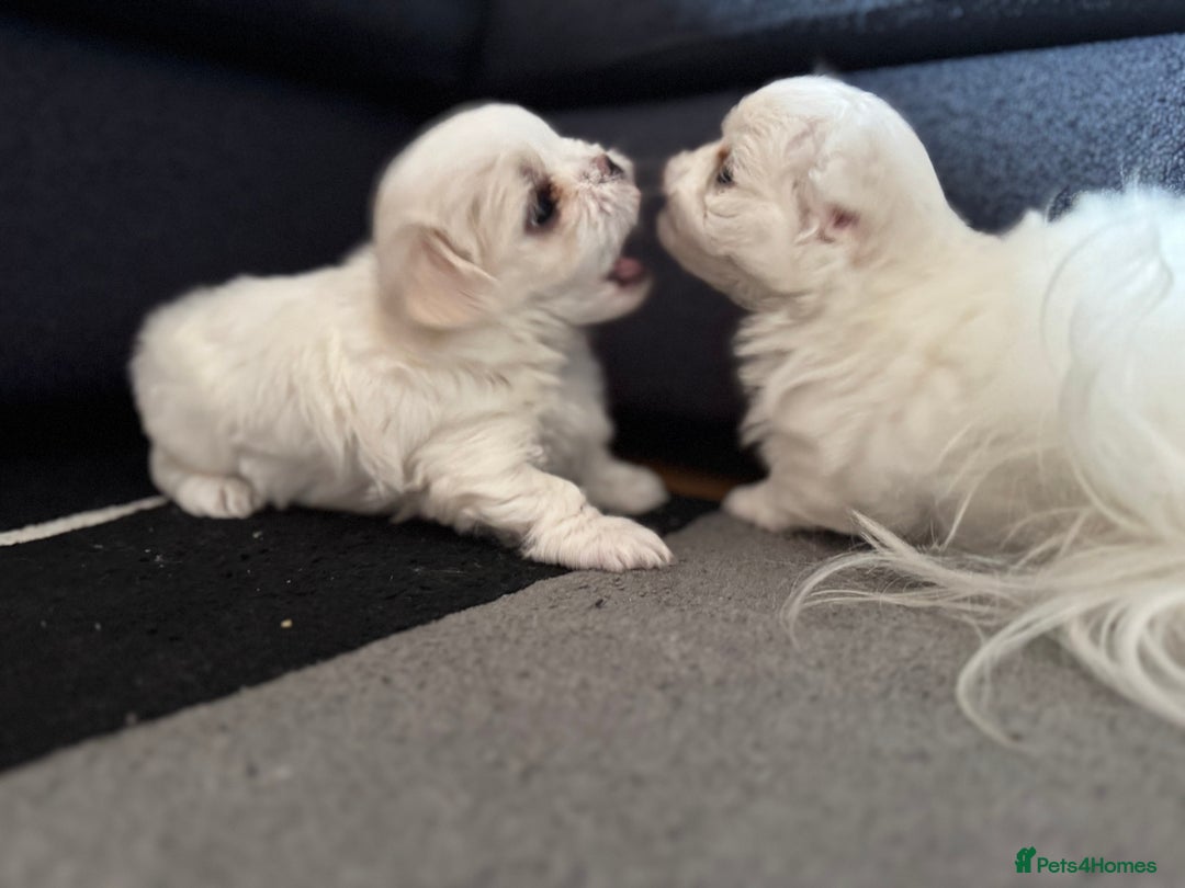Maltese dogs for sale: Beautiful Boy Korean Maltese Puppy  in Tonbridge - Image 17