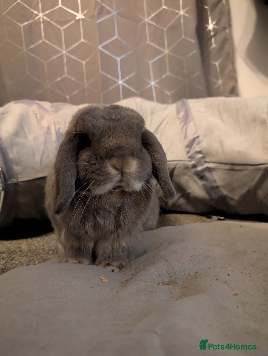 Mini Lop rabbits for sale: Two mini lops for sale  in Dereham - Advert 2