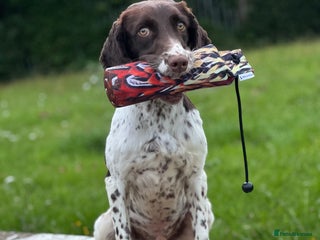 English Springer Spaniel dogs in Purfleet - Advert 3