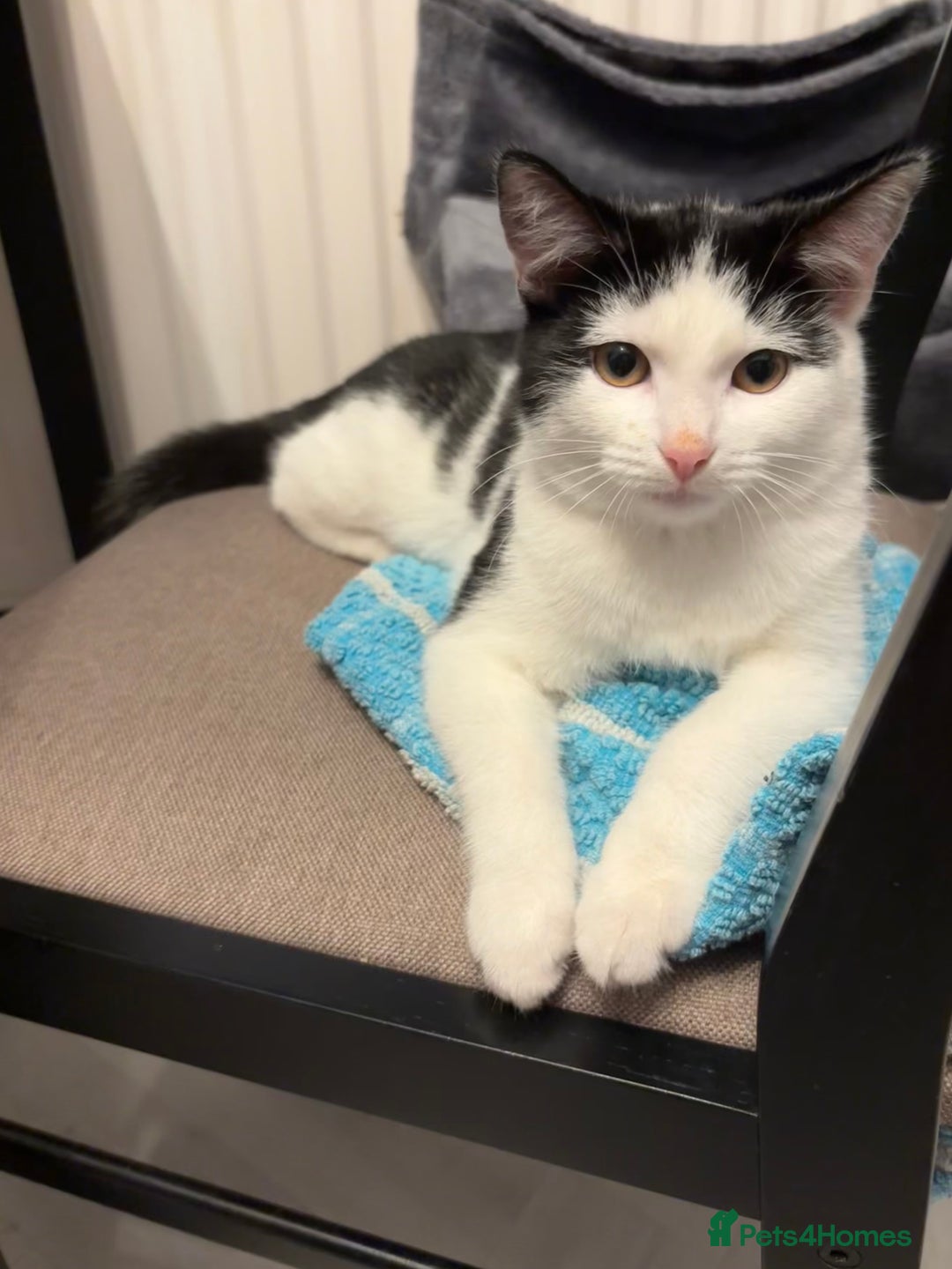 British Shorthair cats for sale: Kitten for sale  - Advert 1