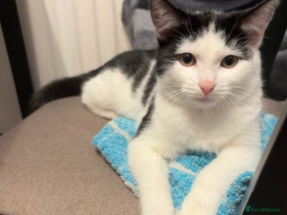 British Shorthair cats Kitten for sale - Advert 1