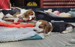 Beagle dogs for sale: Stunning KC Reg Beagle Pups - Ready Now - Image 7