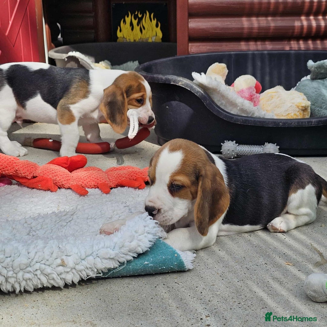 Beagle dogs for sale: Stunning KC Reg Beagle Pups - Ready Now - Image 7