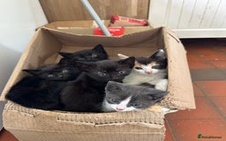 Mixed Breed cats for sale: 5 kittens  - Image 5