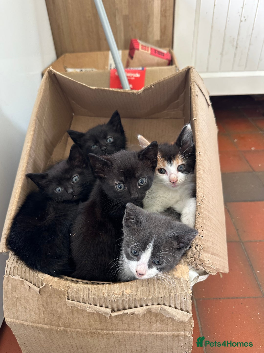 Mixed Breed cats for sale: 5 kittens  - Image 5