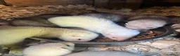 Ferret rodents for sale: Team of Young Ferrets Available – Working stock  - Advert 4