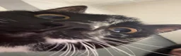 Mixed Breed cats for sale: Lilith the beautiful mixed breed  - Advert 4