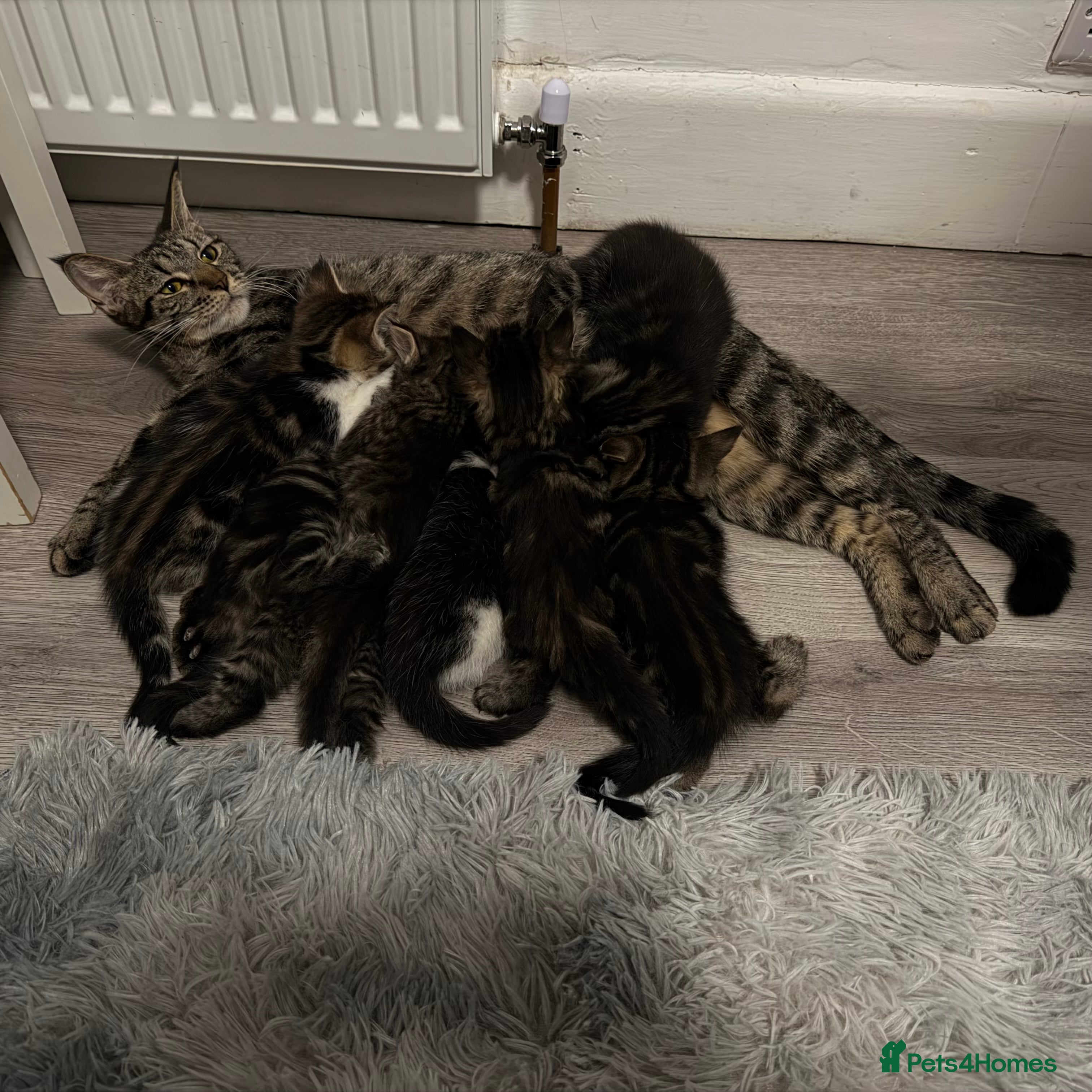 Mixed Breed cats 7 Adorable Kittens Looking for Loving Homes - Advert 1