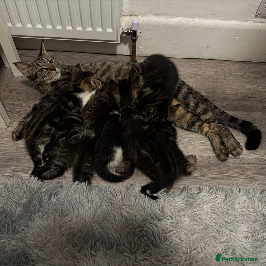 Mixed Breed cats for sale: 7 Adorable Kittens Looking for Loving Homes - Advert 1