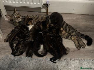 Mixed Breed cats 7 Adorable Kittens Looking for Loving Homes - Advert 3