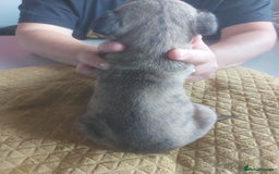 Whippet dogs for sale: Whippet Puppies - Image 7