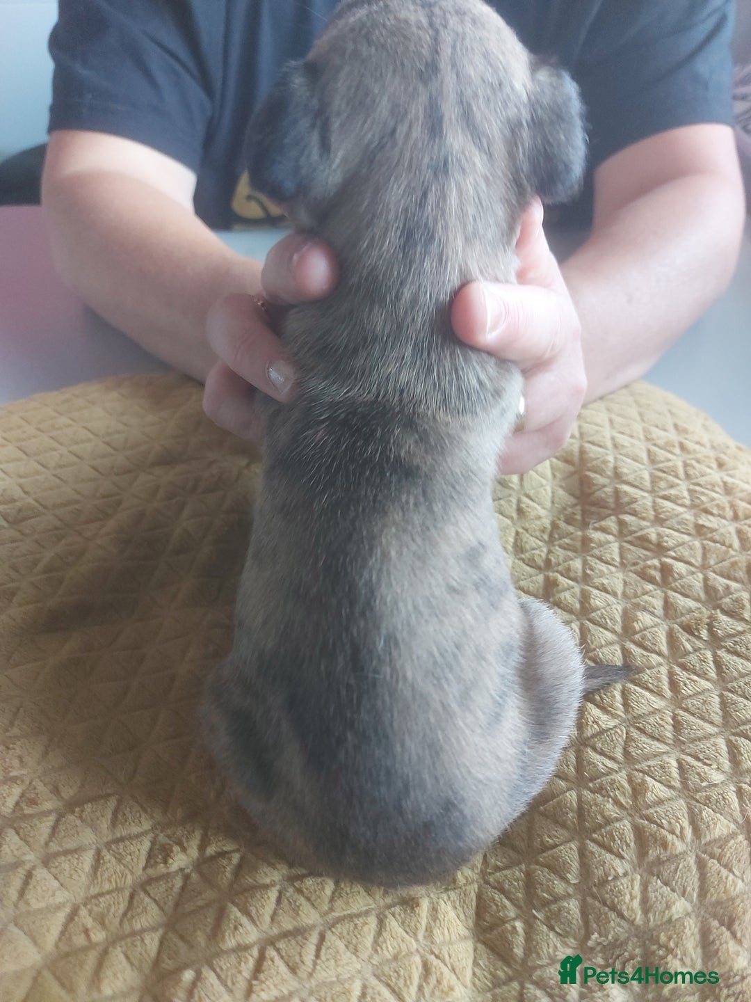 Whippet dogs for sale: Whippet Puppies - Image 7