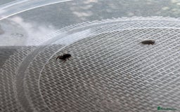 Spiders invertebrates for sale: Velvet spider slings gandanameno sp  - Image 5